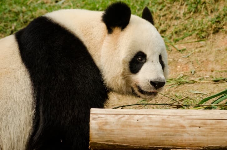 8 curiosidades acerca de los osos panda que te sacarán más de una sonrisa