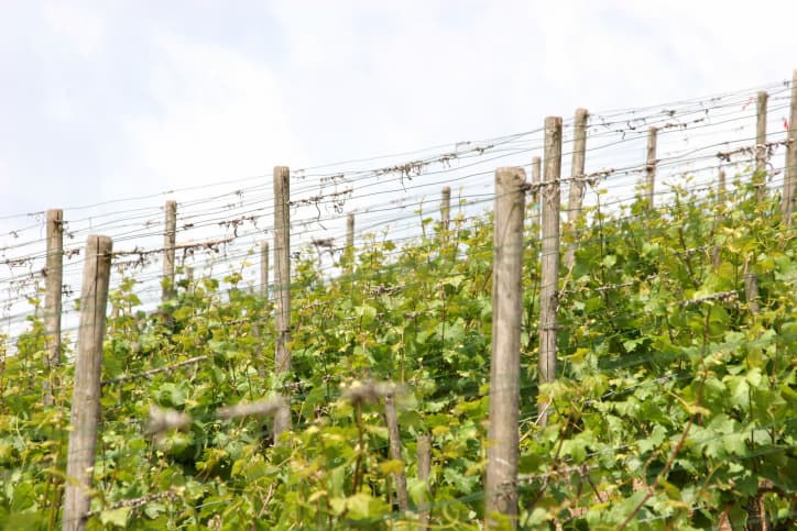 Turismo del vino en España