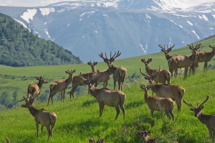 Los animales no nos quieren y por eso están cambiando sus hábitos