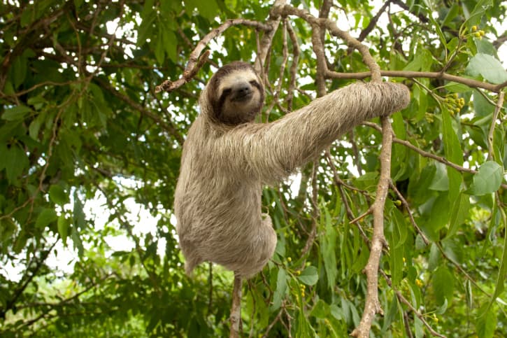 ¿Los viste? ¡Estos animales fueron la sorpresa en 2016!