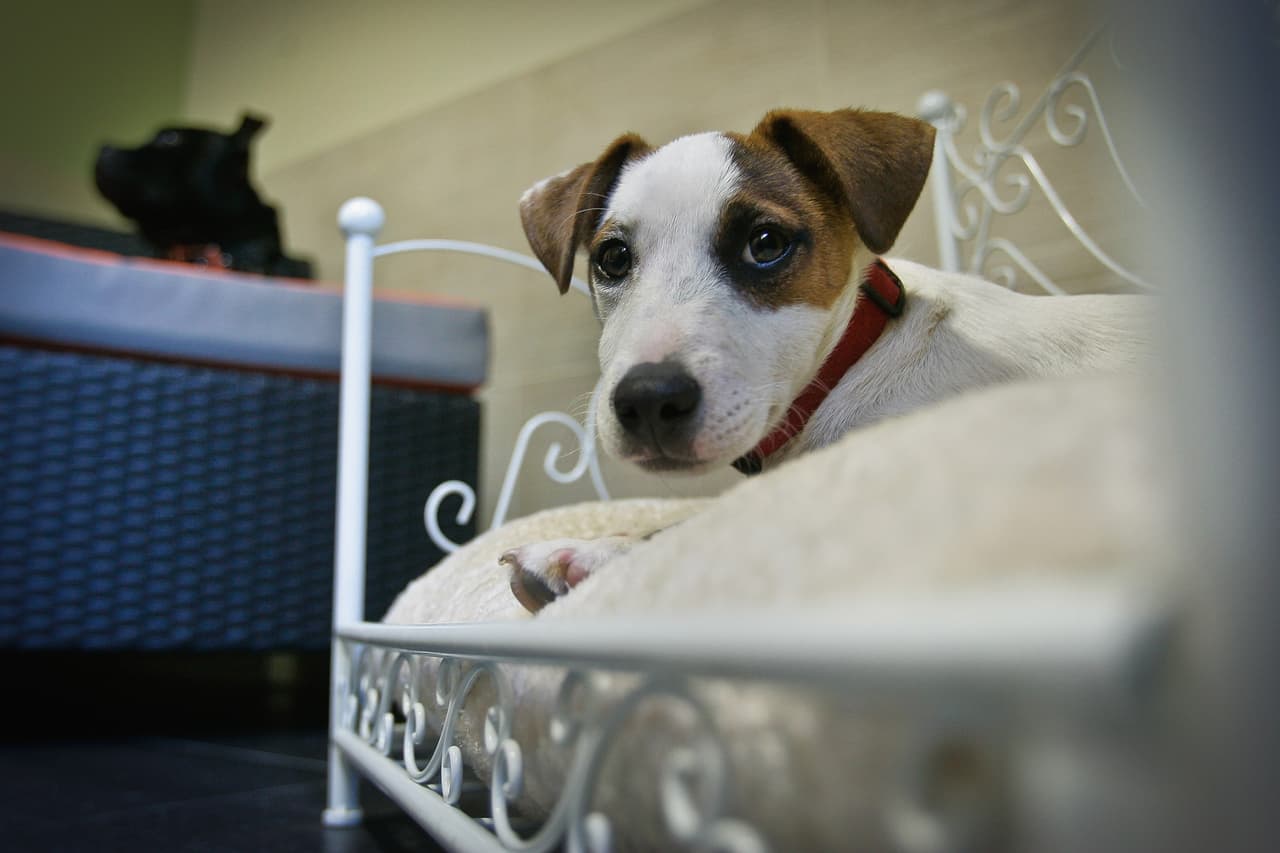 Hoteles donde nuestras mascotas son bienvenidas