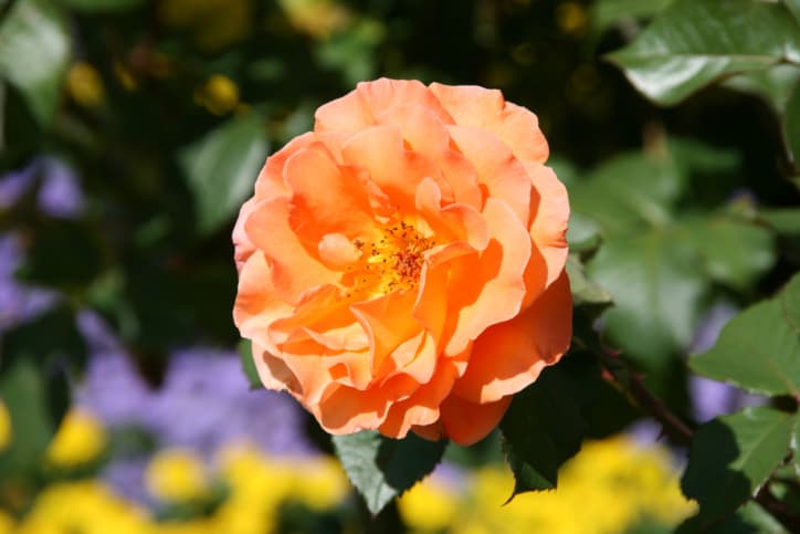 El Jardín de las Rosas de Berna