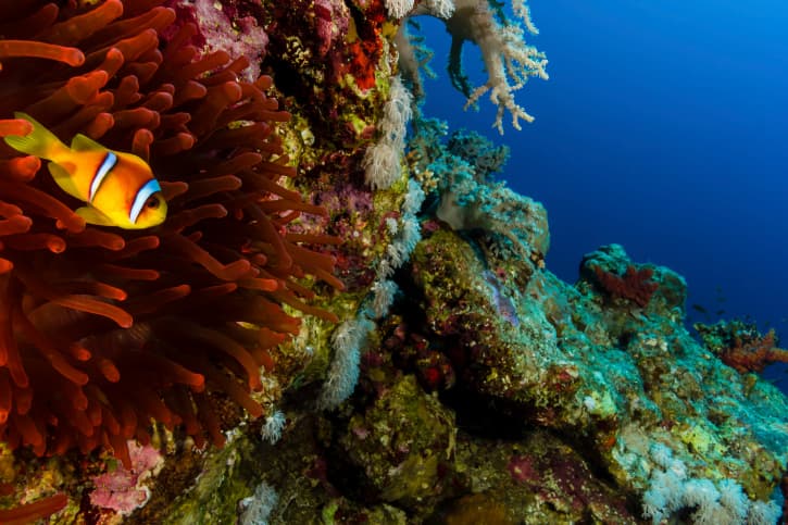 Sharm el Sheikh, el exótico destino del Mar Rojo.