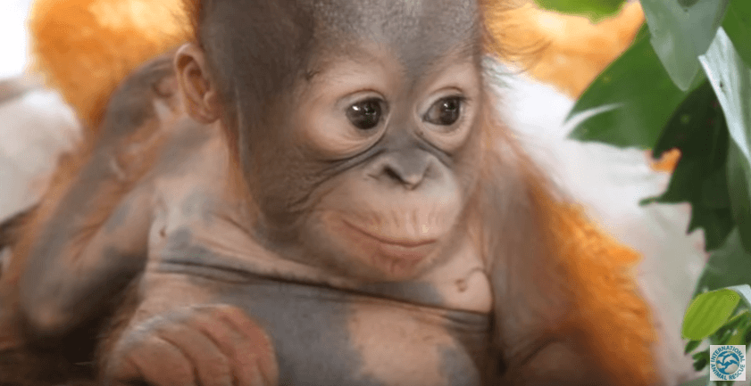 Este pequeño y adorable orangután trepó a un árbol por primera vez ¡tienes que verlo!