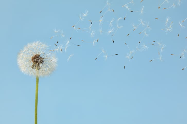 Plantas rústicas de jardín con propiedades medicinales