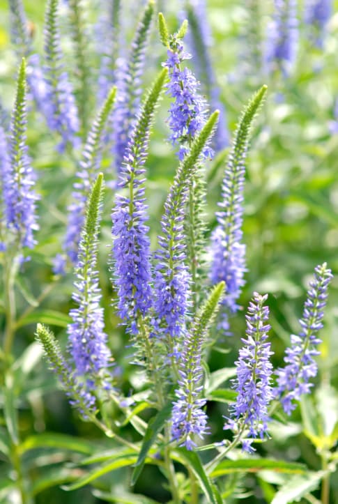 Todo sobre las hierbas medicinales: planta de Triaca o Verónica