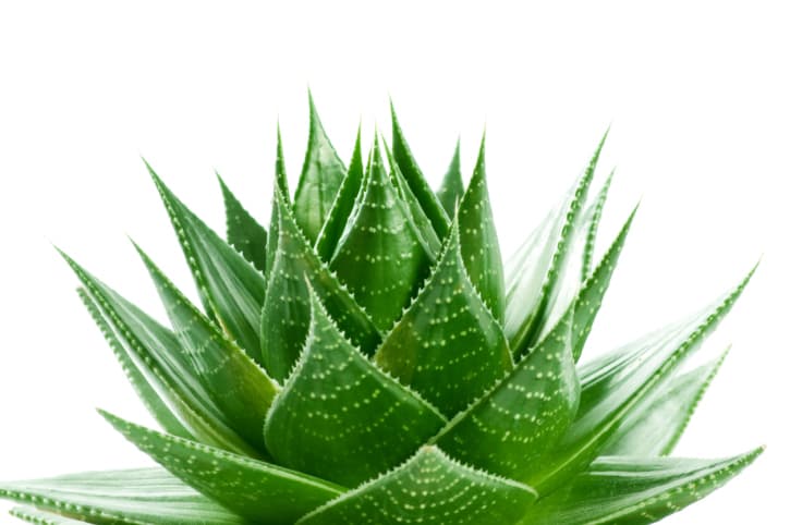 Aloe vera para el eczema