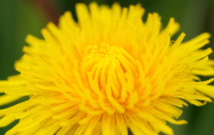 El tusilago: cómo y cuándo usarlo  