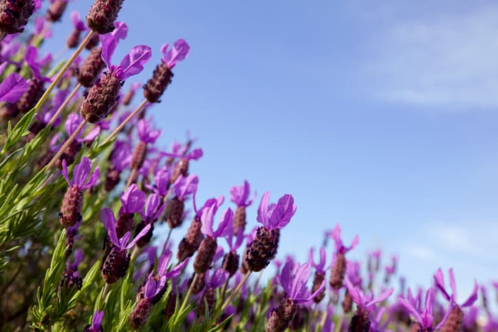 Beneficios de la lavanda para la salud y la belleza