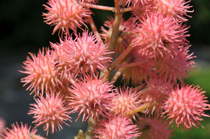 El uso terapéutico de compresas de aceite de ricino