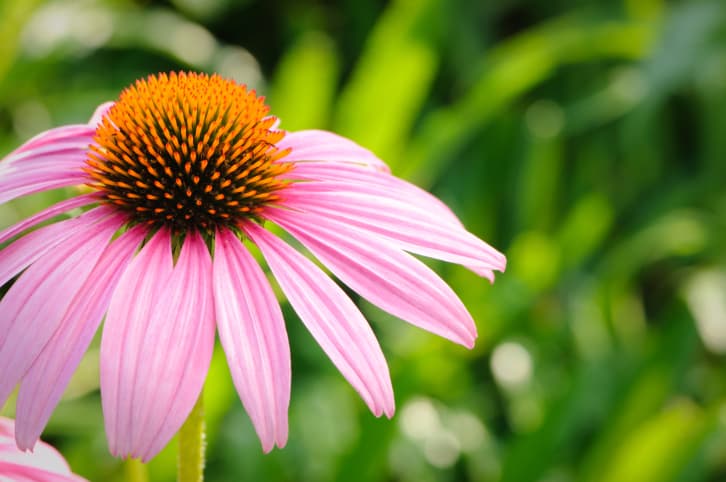 Propiedades y beneficios de la equinácea