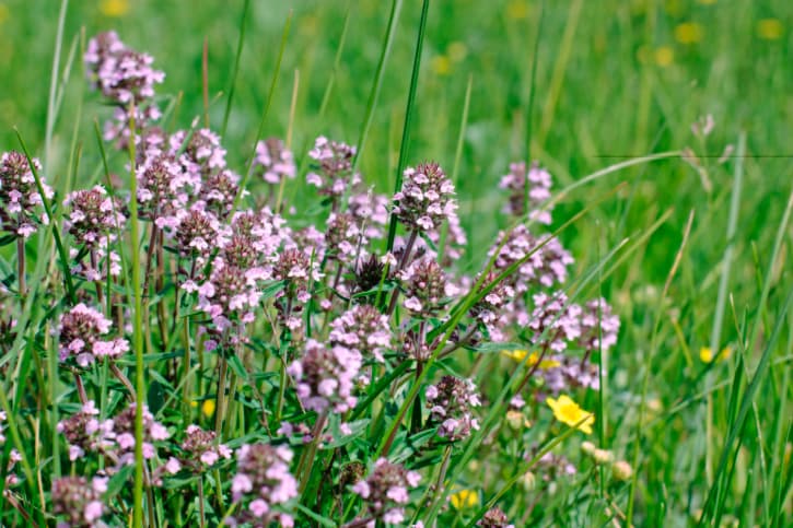 Propiedades curativas del tomillo 