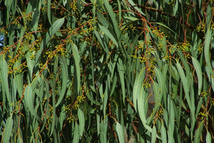 Los usos del aceite esencial de eucalipto