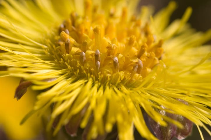 Descubre las propiedades de la fárfara