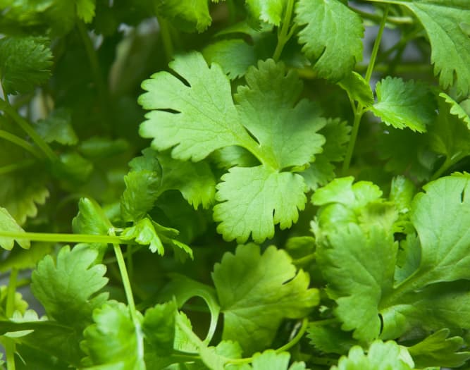 Beneficios del cilantro para la salud humana