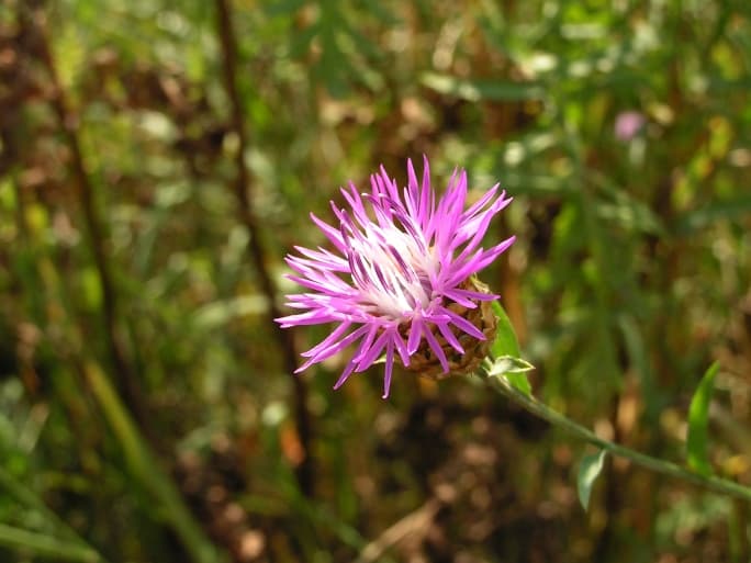 Cardo mariano: cómo y cuándo usarlo  