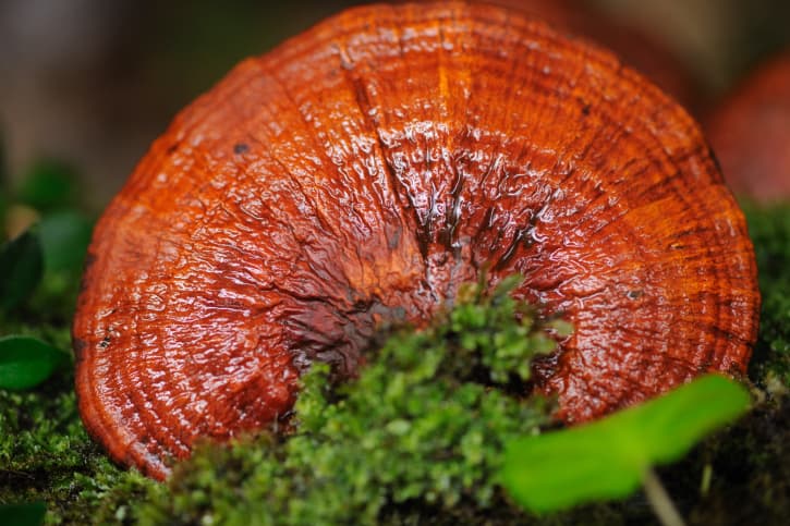Reishi: beneficios de su uso para la salud