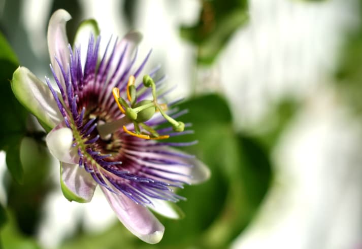 Laxantes naturales para adultos y niños