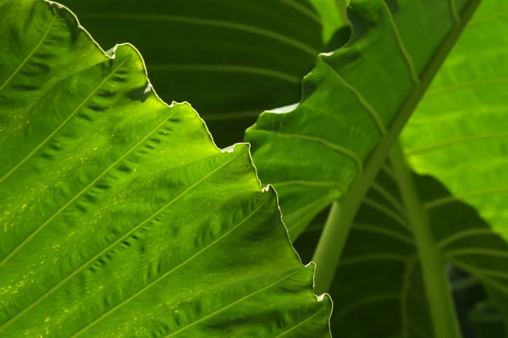 Ñame salvaje: propiedades y usos saludables