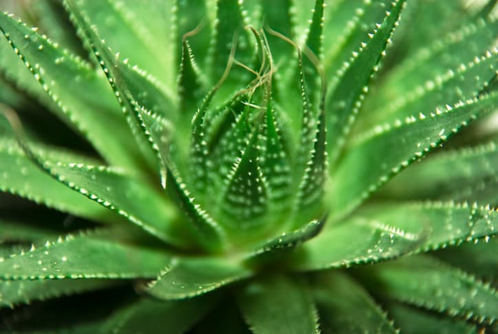 Tratamientos naturales a base de aloe vera