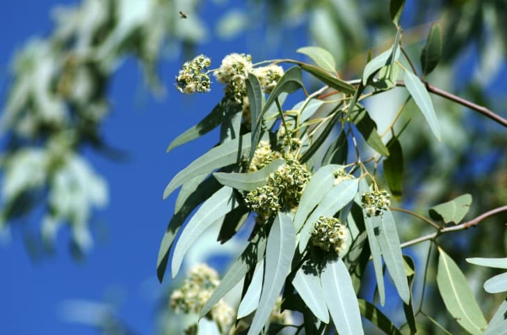 7 hierbas medicinales para limpiar tus pulmones 