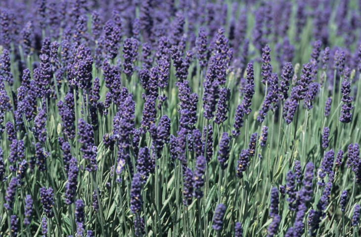 La lavanda: una planta beneficiosa para la salud