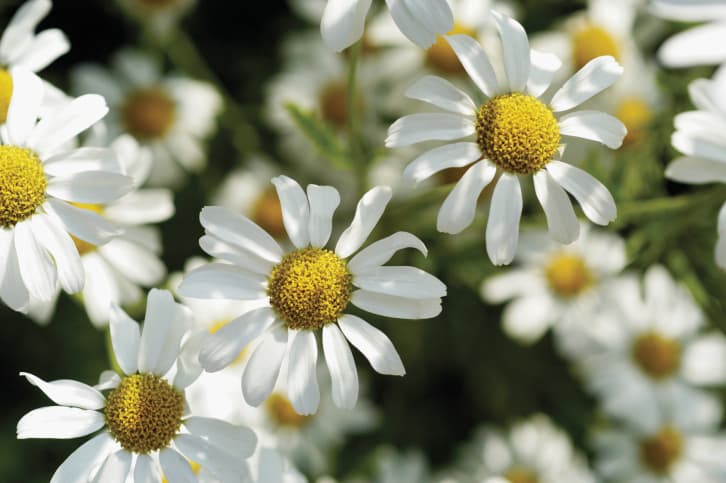 La manzanilla te relaja: 4 infusiones ricas y sanas que te ayudarán a vencer el estrés