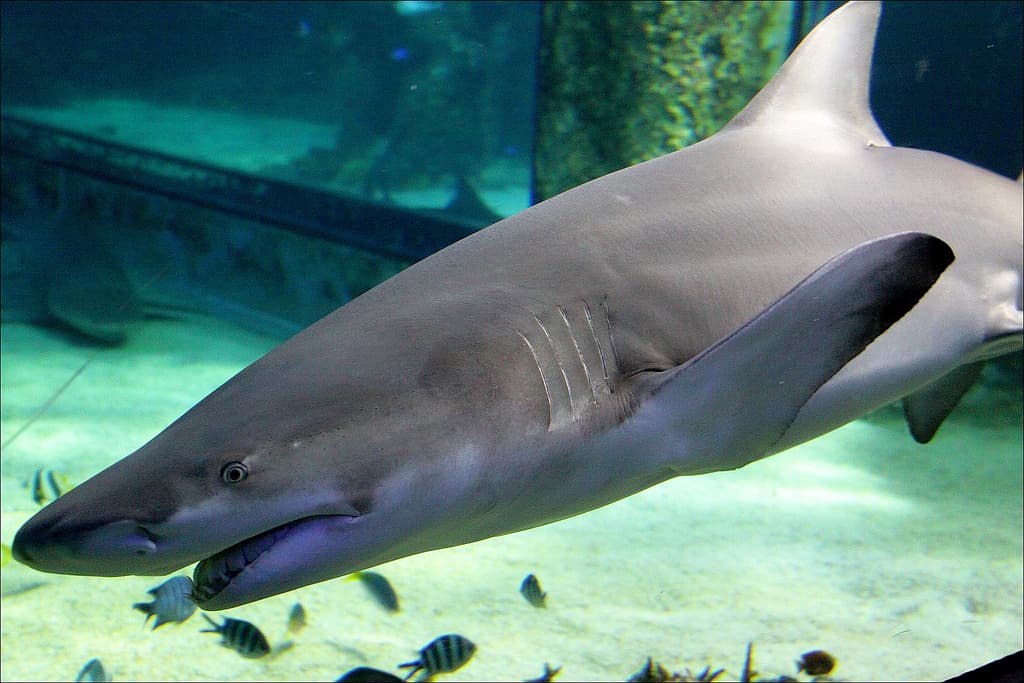 Cartílago de tiburón: Contraindicaciones