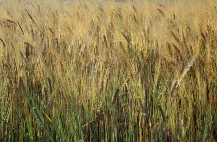 Beneficios de la cebada para el organismo