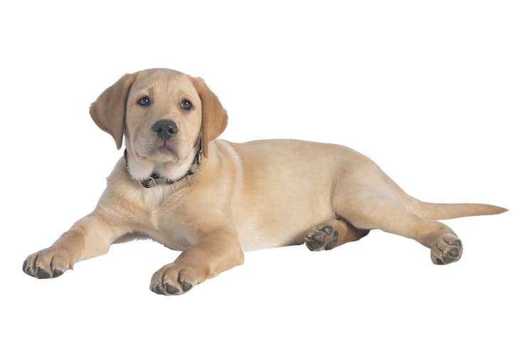 Perros, cuidan de tu salud psíquica y física