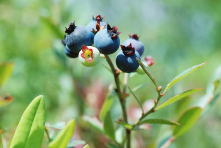 Beneficios del extracto de arándanos