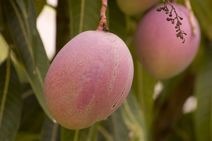 Mango verde y maduro: sus propiedades curativas 