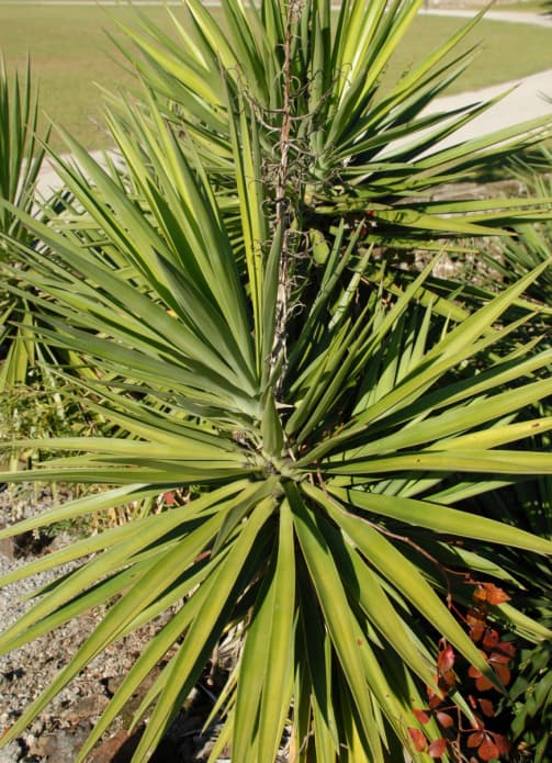Productos naturales para la caída del cabello