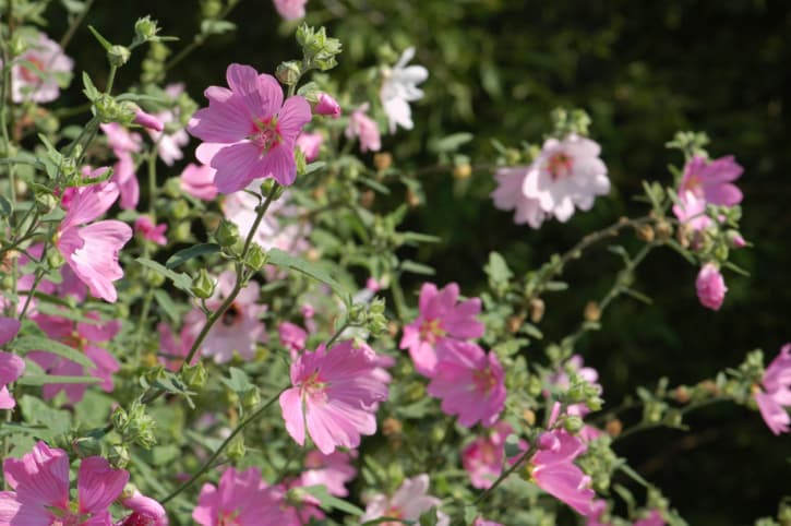 Propiedades medicinales de la malva