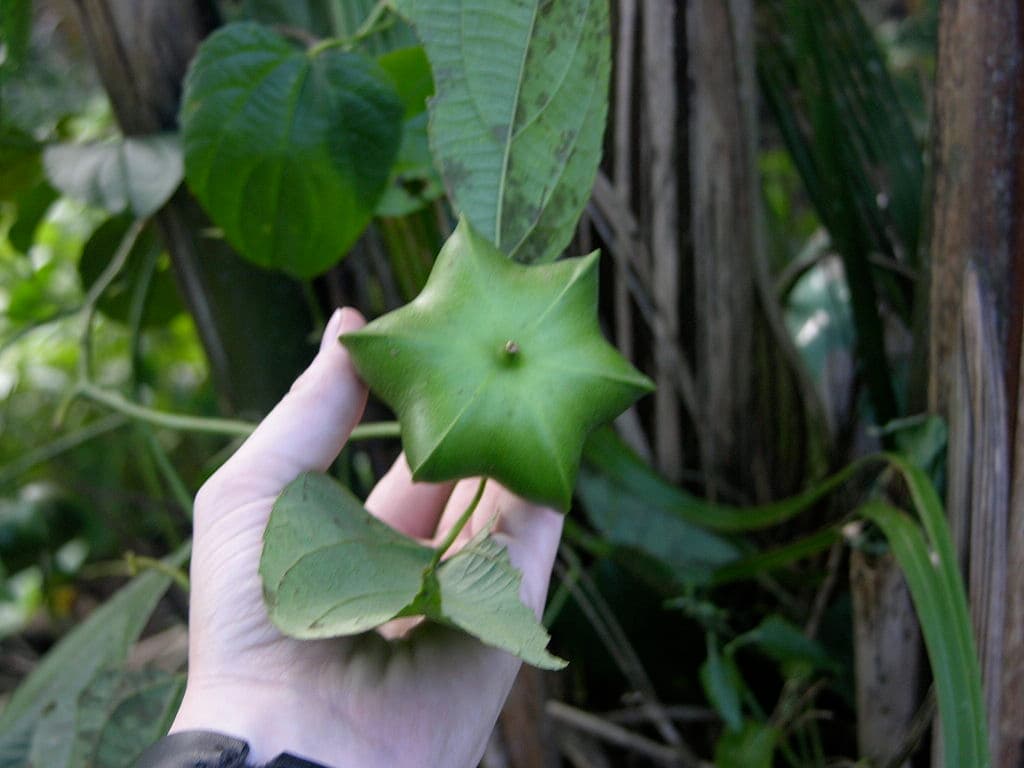 Sacha Inchi, una semilla muy saludable  