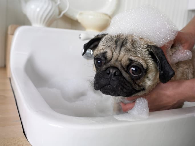 Recetas naturales de limpieza para las mascotas