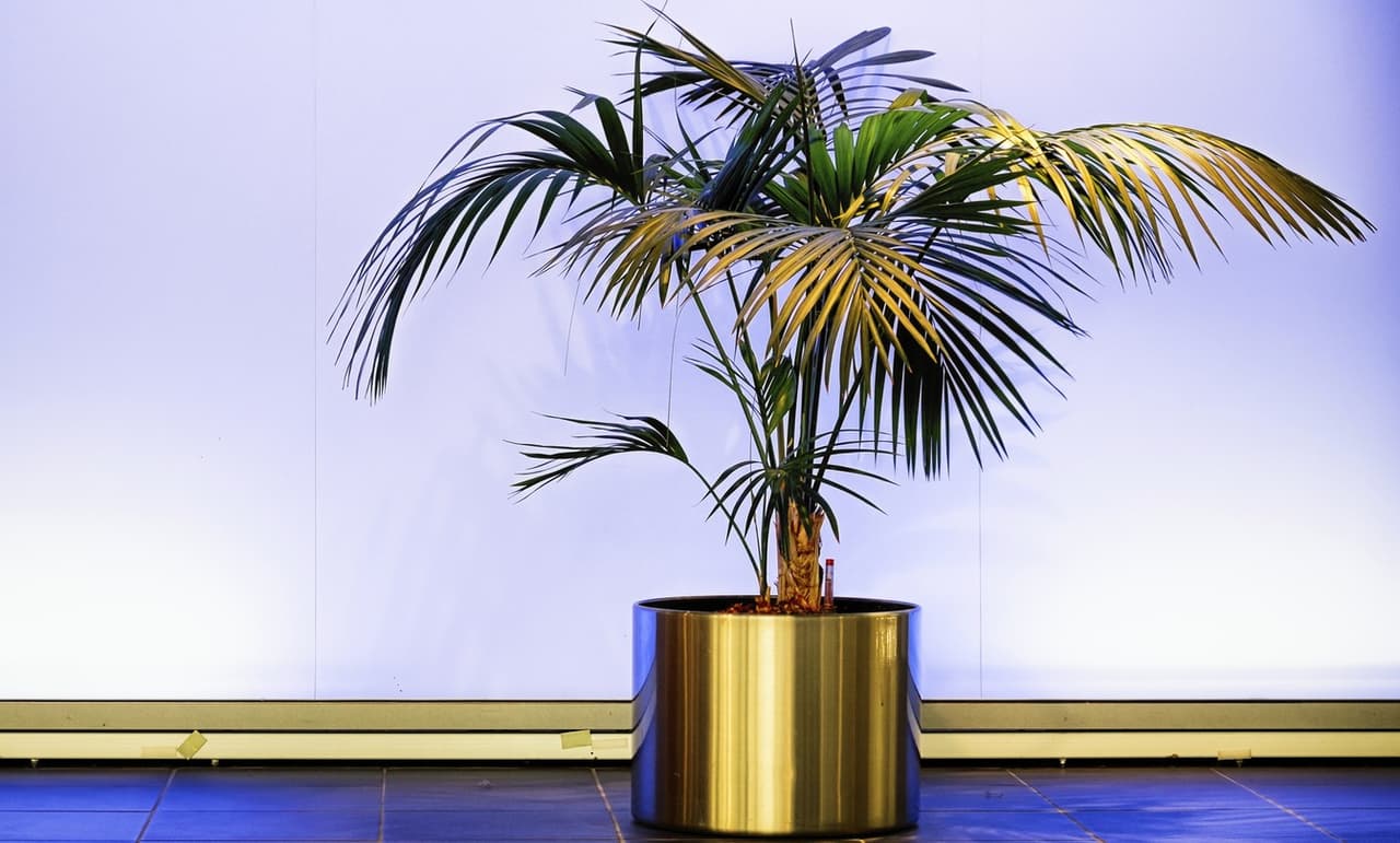 3 ideas para decorar con palmeras el interior de tu casa