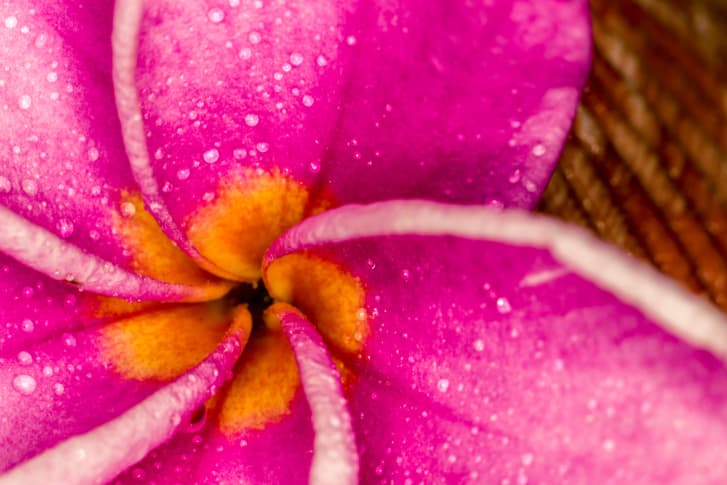 Ideas para cubrir tus plantas en invierno, ¡sálvalas del frío!