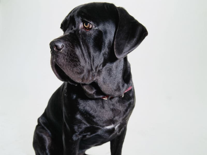 Estas son las razas de perros MENOS activas que existen