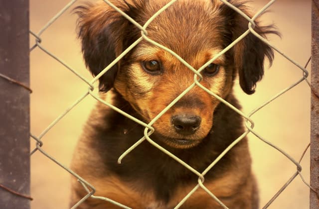 Robo de perros de raza: Mantén a tu mascota a salvo