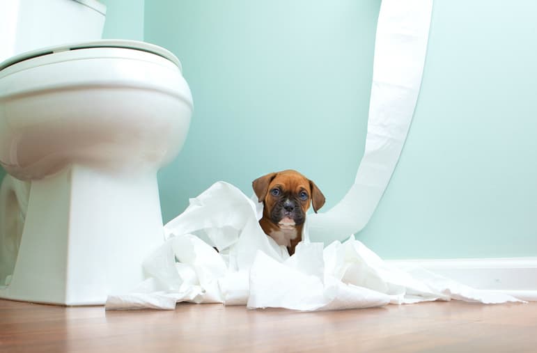 Aprendé a adiestrar a tu perro con estos secretos de una experta