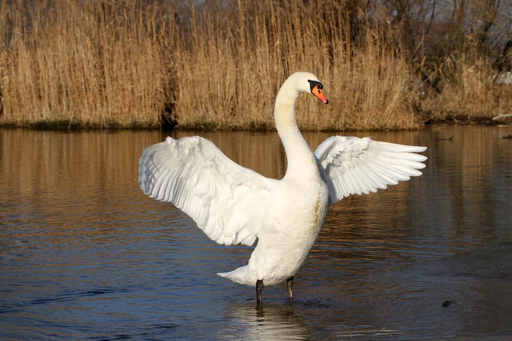 Descubre la increíble reacción que tuvo este cisne luego de ser rescatado