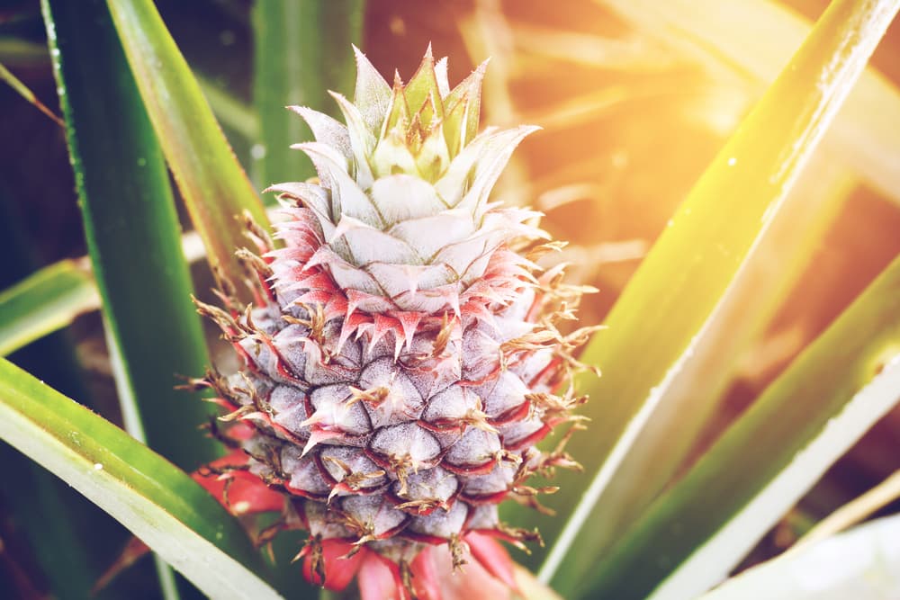 De esta forma puedes tener una piña como planta de interior. ¡Te encantará!