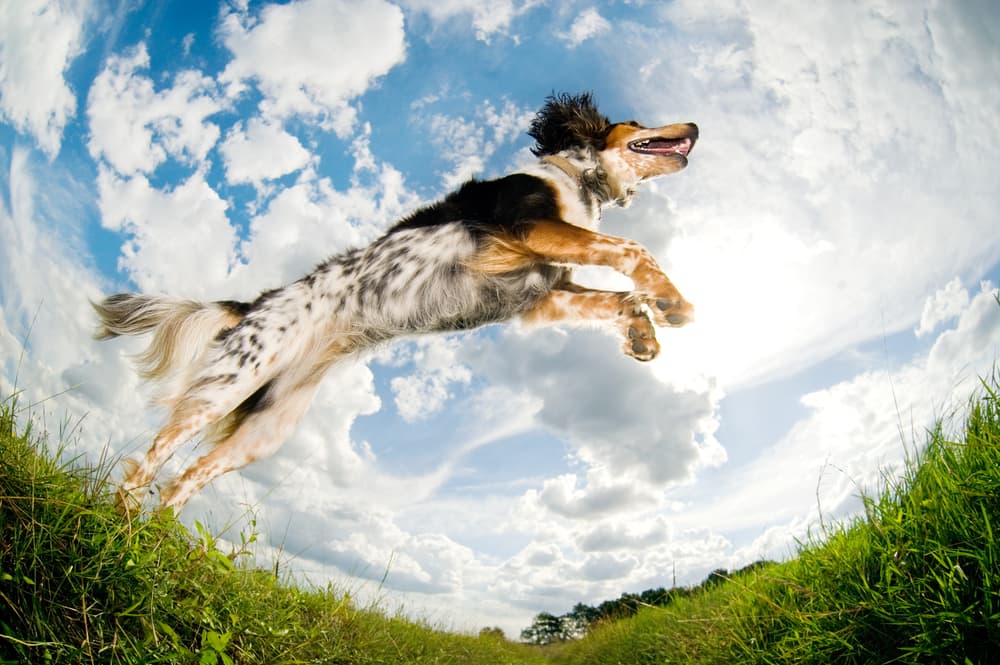 Estas 9 razas de perro son perfectas si tienes un estilo de vida muy activo