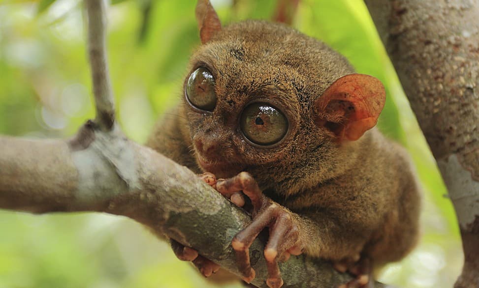 Vuelta al MUNDO con estas 16 fotos de ANIMALES