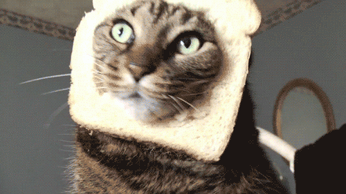 It's National Cat Day! 11 maneras de celebrar a los felinos adorados en nuestra vida