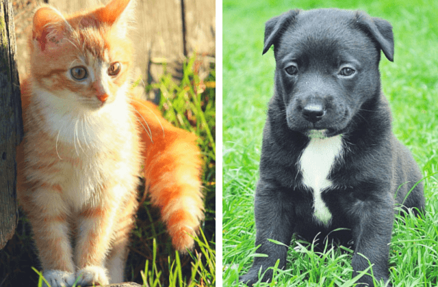 ¿Amas a tus mascotas? Entérate cuál es el hábito que pone en riesgo su salud