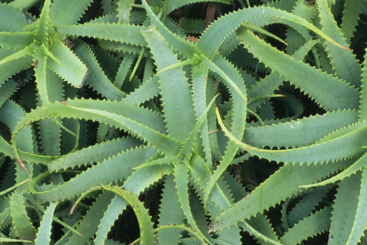 Mascarillas faciales a base de aloe vera  