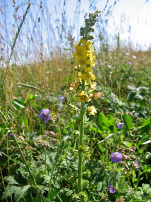 Conoce 4 hierbas milagrosas