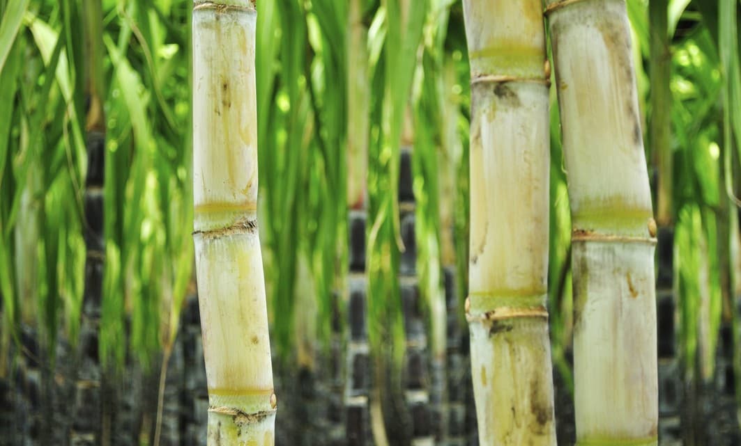 ¿Qué es la sacarosa?